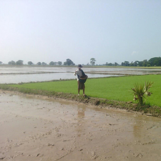 rice-farmer-burma