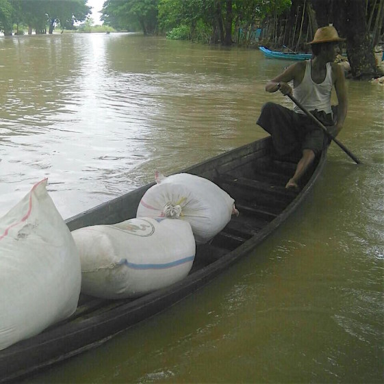 Livelihood - farmer collecting rice seed